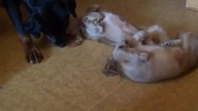 щенки английского кокер спаниеля и ротвейлер! смотреть онлайн