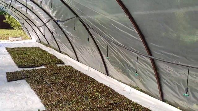 Как вырастить кассетную рассаду клубники ? смотреть онлайн