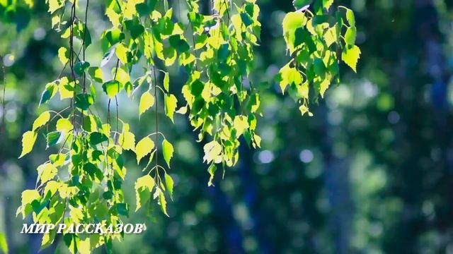 Девушка вступилась в автобусе за узбечку, а на утро к её дому подъехал дорогой мерседес... смотреть онлайн