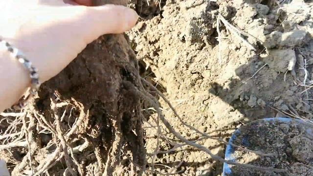 ?Розы почернели после зимы! Что делать Как реанимировать Плохая зимовка РОЗ