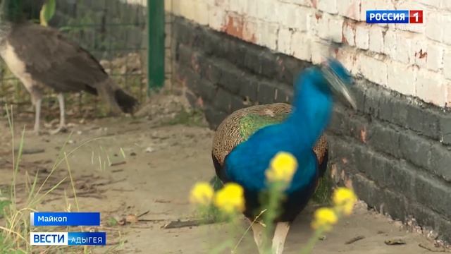 В Политехническом колледже МГТУ прописались павлины смотреть онлайн