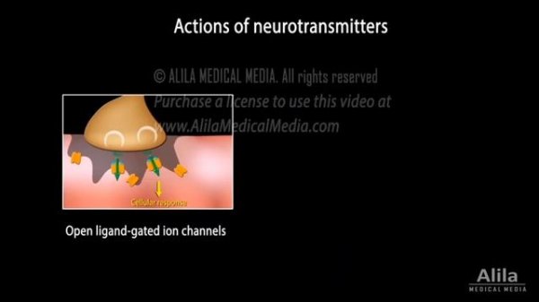 Neuroscience basics: Synaptic transmission - Chemical synapse, Animation