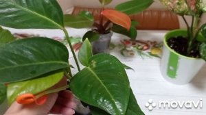 Комнатные цветы. Красивоцветущие и декоративно-лиственные комнатные растения.