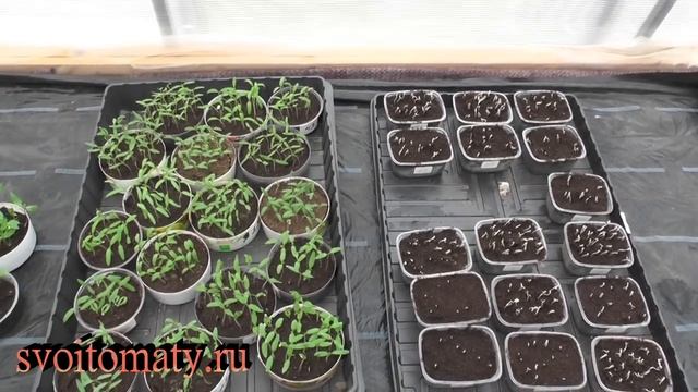 Проращиватель для семян смотреть онлайн