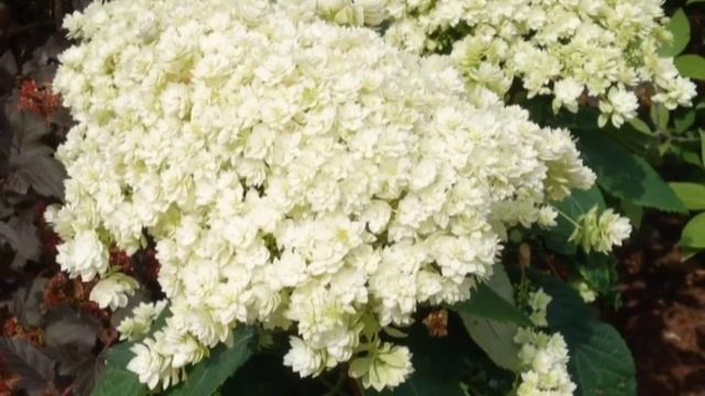 Махровая гортензия Хайес Старберст.