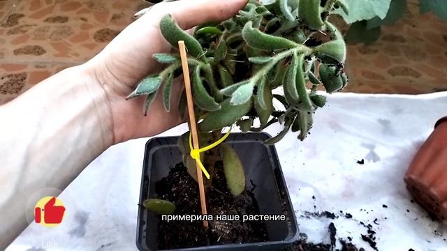 #Пересадка Каланхое Войлочное (Kalanchoe tomentosa) смотреть онлайн