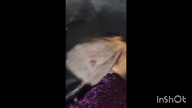 Alt und neu gemischt von uns . amira und Diva. einfach klasse. ♡ unser Alltag unser Leben ❤️(1) смотреть онлайн