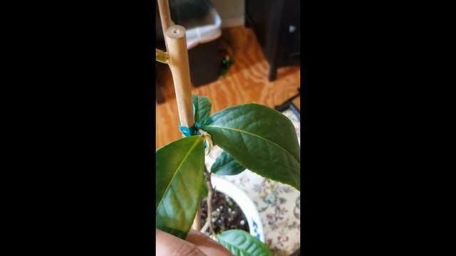 Day 5 - Camellia Sinensis "Large Leaf Tea Plant" смотреть онлайн