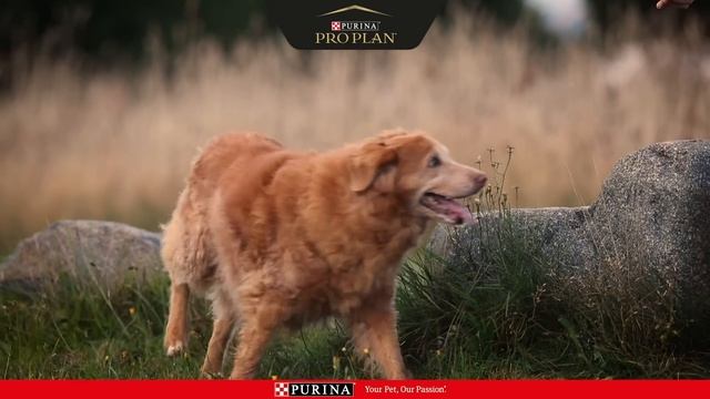 Märk skillnaden med PURINA® PRO PLAN® OptiAge | PURINA® PRO PLAN® смотреть онлайн