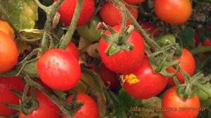Томат обыкновенный Дюймовочка (dyuymovochka) ? обзор: как сажать, семена томата Дюймовочка