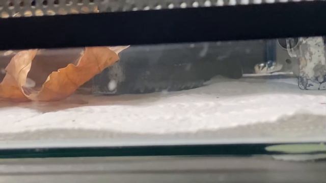 Домашний уж чилит после ужина смотреть онлайн