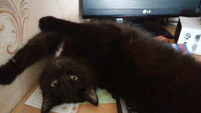 Животные в психологии и медицине