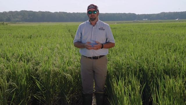 Rice Field Day Online - Optimizing Soil Fertility смотреть онлайн
