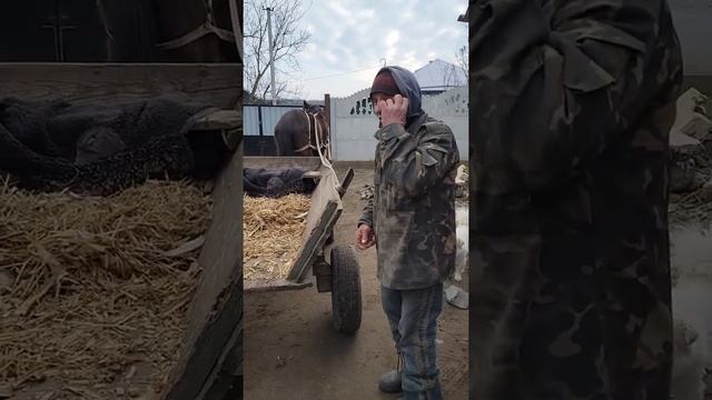 Мой ДР. Сырники с вареньем. Дорога через лес. Едем на телеге за дровами. Вечеринка, танцы у костра смотреть онлайн