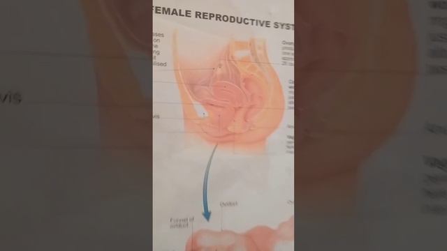 Female reproductive system #nursing #viralvideo #viral #medicalstudent #nsg #viralvideo #viralshort смотреть онлайн