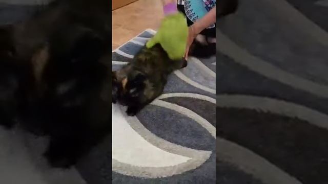 Как почистить шерсть у кошки не купая её смотреть онлайн