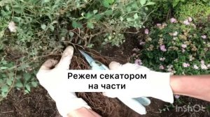 Как размножить куст спиреи?