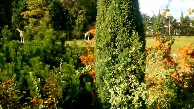 Warszawa Zoo Żyrafa смотреть онлайн