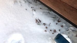 Как бесплатно утеплить цоколь дома на винтовых сваях зимой