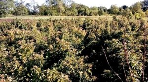 Малина Таруса  (Цветение)