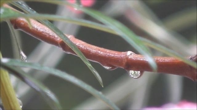 Panasonic HC-V100 Test смотреть онлайн