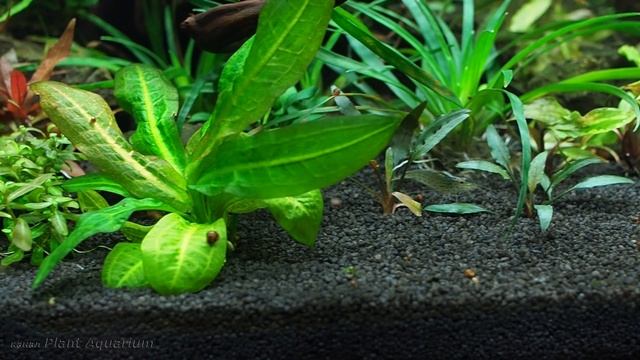Месяц после запуска аквариума на подложке Tropica Plant Growth Substrate