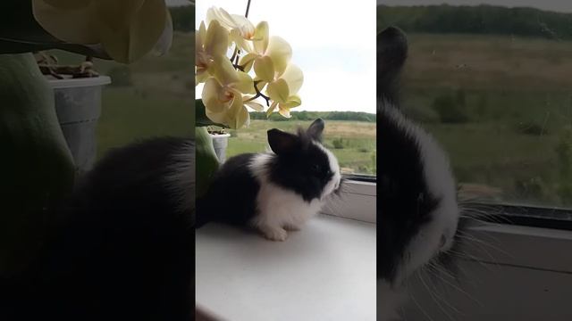 Милый пушистик ? смотреть онлайн