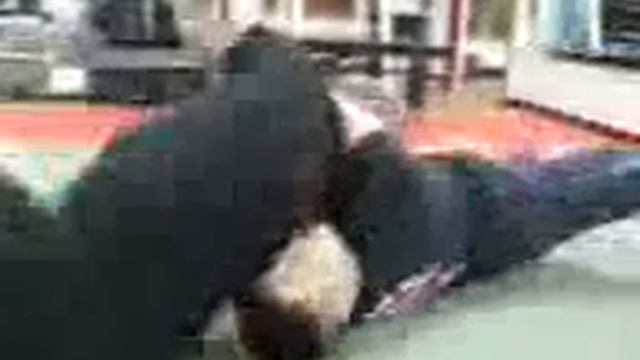 Джиу джитсу-анаконда шок