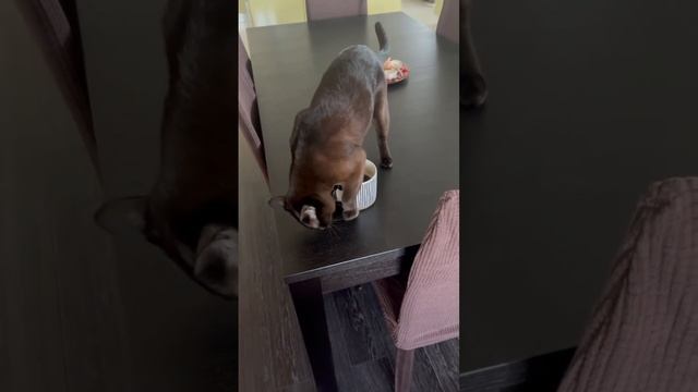 Какая гадость - это Ваше кофе.