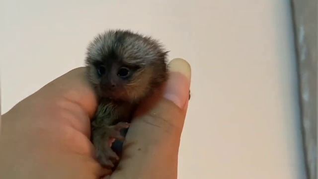 World's cutest Marmoset and Tamarin Monkey смотреть онлайн
