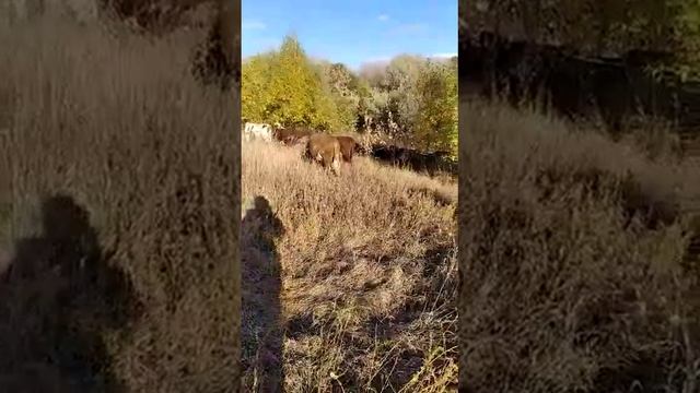 бюджетный выпас коров .. смотреть онлайн