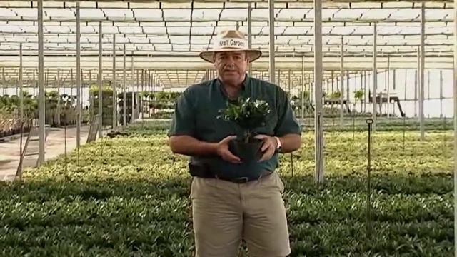 Dracaena Deremensis Care Instructions.avi смотреть онлайн