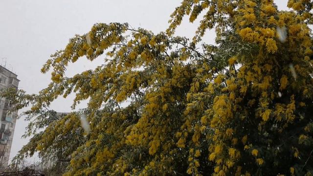 Снег в Сухуме, в феврале. смотреть онлайн