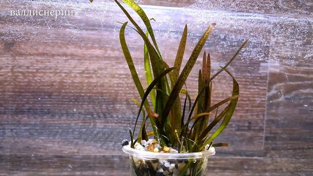 ТОП - 10 РАСТЕНИЙ ДЛЯ ЖЕСТКОЙ ВОДЫ смотреть онлайн