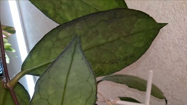 Мои комнатные растения 2022 // Мои САРАВАКИ и другие ... смотреть онлайн