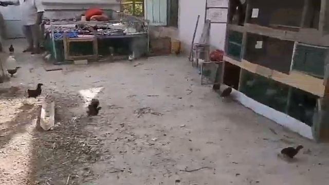 Паника в курятнике! смотреть онлайн