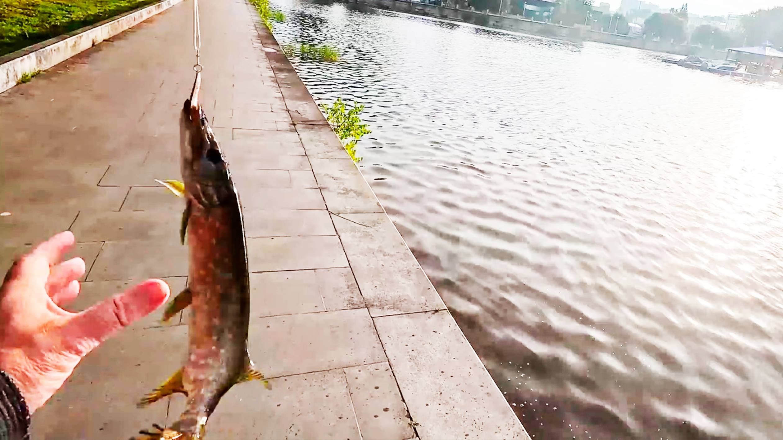 Супер рыбалка на спиннинг в августе на городском пруду Екатеринбург. смотреть онлайн