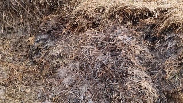 Чем кошу траву, быстро и удобно. Компост 2 недели спустя. Органика и удобрение под ногами. Часть 3. смотреть онлайн