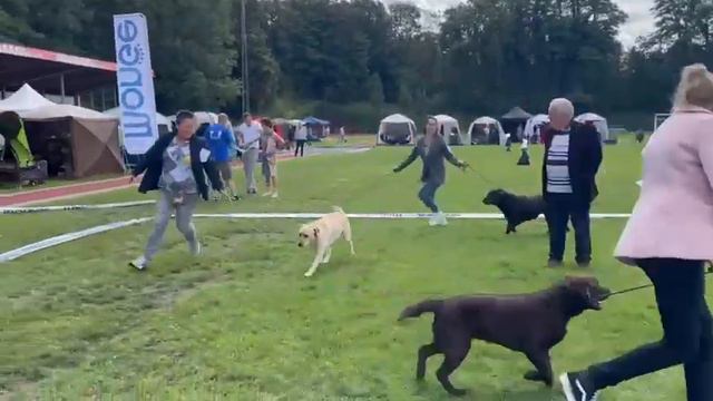 IRISLAV BROWN EDITION - Лучший Ветеран Породы. 30.07.23 Нидерланды смотреть онлайн