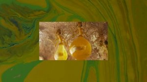 МУРАВЬИ МЕДОВЫЕ БОЧКИ — Myrmecocystus mexicanus, Proformica - Удивительные виды муравьёв №1