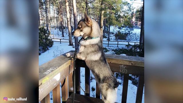 Swedish Vallhund - Top 10 Facts