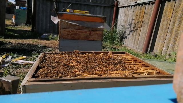 Бросаю пчёл,еду на зароботки.Состояние семей!Раздаю свежие полоски! смотреть онлайн