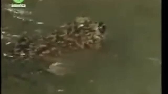 Frog stalks and eats Bird смотреть онлайн