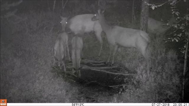 ШОК!!! 5 изюбрей на солонце и медвежонок-одиночка. Фотоловушка смотреть онлайн