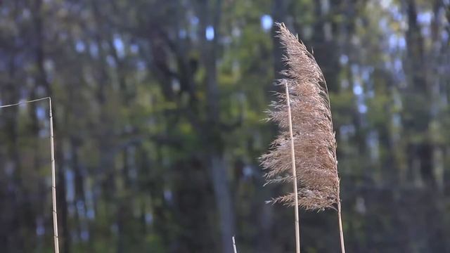 Рубальская смотреть онлайн