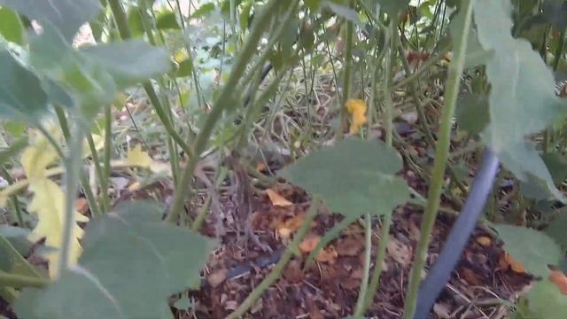 Собираем плоды анансного физалиса смотреть онлайн