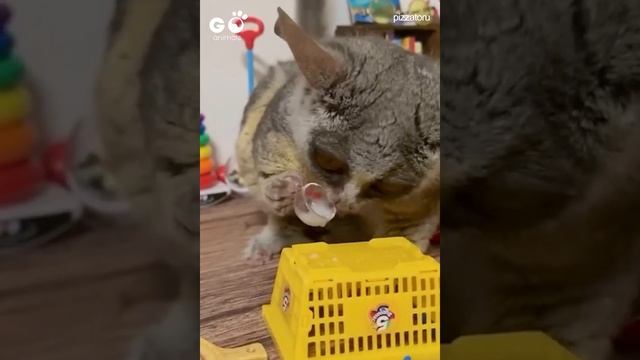 Fall In Love With This Cute Galago Bush Baby ? Grey Mouse Lemur | RELAX With Nature смотреть онлайн