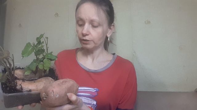 Батат из Сильпо, сладкий картофель из супермаркета, эксперимент по высаживанию батата из магазина смотреть онлайн