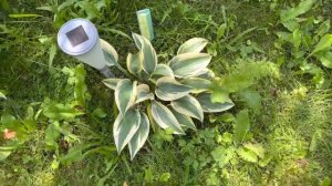 Хосты на любимой даче ❤️ Моя коллекция из 49 растений. ❤️