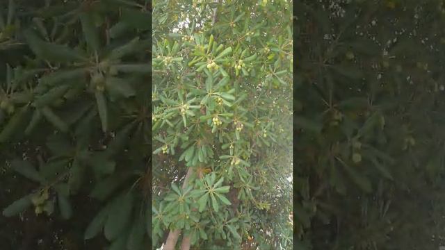 Пляж в Турции г.Белек/ Волны смотреть онлайн